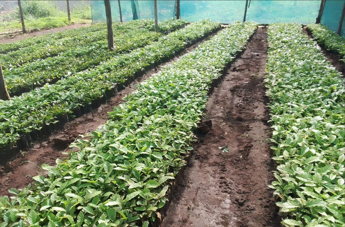 Coffee seedlings in the nursery bed
